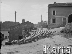 Po 29.05.1940, Beuvezin, Francja.
Kobieta przeprowadza owce przez wiejską ulicę.
Fot. Jerzy Konrad Maciejewski, zbiory Ośrodka KARTA
