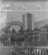 1941, Ostermundigen, Szwajcaria.
Krowy pasą się na polu. W głębi widać budynki mieszkalne.
Fot. Jerzy Konrad Maciejewski, zbiory Ośrodka KARTA
