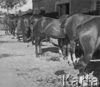 1940, Moospinte, Szwajcaria.
Konie stoją przed stajnią.
Fot. Jerzy Konrad Maciejewski, zbiory Ośrodka KARTA