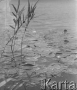 1942-1943, Moosseedorf, Szwajcaria.
Rośliny pływające po powierzchni jeziora.
Fot. Jerzy Konrad Maciejewski, zbiory Ośrodka KARTA
 
