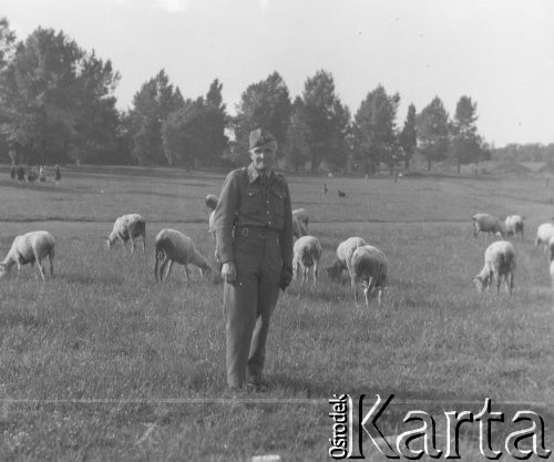 1946, Lille, Francja.
St. sierż. Jerzy Konrad Maciejewski pozuje na polu, na którym pasą się owce.
Fot. NN, kolekcja Jerzego Konrada Maciejewskiego, zbiory Ośrodka KARTA