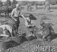 1940-1941, Münchenbuchsee, Szwajcaria.
Internowani żołnierze z 2. Dywizji Strzelców Pieszych pomagają szwajcarskiej rodzinie przy zbieraniu ziemniaków. Z tyłu widać skoszone zboże i ustawione na polu snopki. Obok dziewczynki stoi redaktor naczelny gazety 