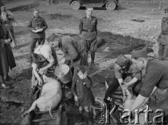 Wiosna 1940, La Maucarriere, Francja.
Żołnierze z 2. Dywizji Strzelców Pieszych przygotowują dwie świnie do oprawienia. Między nimi stoi mały chłopiec.
Fot. Jerzy Konrad Maciejewski, zbiory Ośrodka KARTA