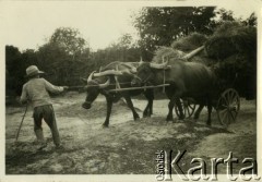 Lata 30., prawdopodobnie Bułgaria.
Mężczyzna ciągnie wóz pełen siana zaprzęgnięty w dwa woły.
Fot. Jerzy Konrad Maciejewski, zbiory Ośrodka KARTA