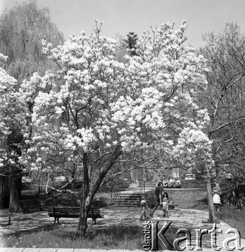 Lata 70., Szczecin, Polska.
Ul. Grodzka, magnolia.
Fot. Maciej Jasiecki, zbiory Ośrodka KARTA