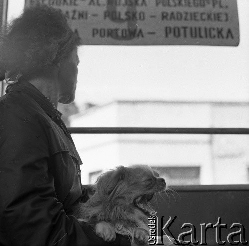 Lata 60.-70., Szczecin, Polska.
Pasażerka autobusu.
Fot. Maciej Jasiecki, Fundacja Ośrodka KARTA