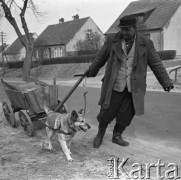 Lata 60.-70., Szczecin, Polska.
Pies zaprzężony do wózka.
Fot. Maciej Jasiecki, Fundacja Ośrodka KARTA