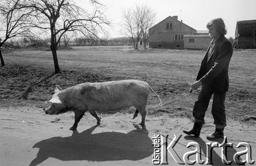 1982, Polska.
Mężczyzna ze świnią.
Fot. Tomasz Tomaszewski, zbiory Ośrodka KARTA
