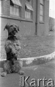 1944-1946, Faldingworth. Wielka Brytania. 
Pies, maskotka 300 Dywizjonu pozuje do zdjęcia. 
Fot. Zenon Brejwo, zbiory Ośrodka KARTA