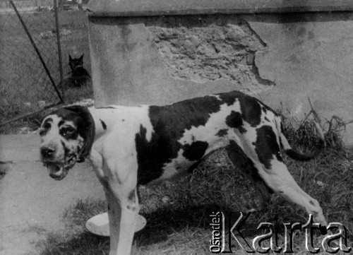 1943-1945, brak miejsca.
Pies Hauptsturmführera SS, Amona Leopolda Göthe, komendanta obozu koncentracyjnego w Płaszowie.
Fot. NN, zbiory Ośrodka KARTA, przekazała Irena Powell.
