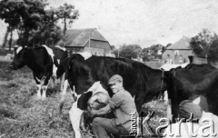 1939-1944, Grabitz, Rugia, Niemcy.
Henryk Bosiacki podczas dojenia krów.
Fot. NN, zbiory Ośrodka KARTA, udostępnił Henryk Bosiacki.
 
