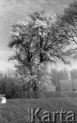 1951, Brzeg, Dolny Śląsk, Polska.
Kwitnące drzewo.
Fot. Kazimierz Seko, zbiory Ośrodka KARTA
 
