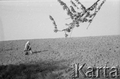 1947, Namysłów, Polska.
Prace polowe.
Fot. Kazimierz Seko, zbiory Ośrodka KARTA
 
