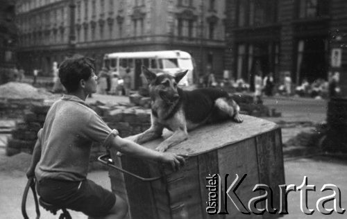 1957, Budapeszt, Węgry.
Chłopiec jadący na rowerze z zamontowaną z przodu skrzynią, na której leży pies.
Fot. Kazimierz Seko, zbiory Ośrodka KARTA.