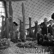 15.06.1969, Warszawa, Polska.
Wystawa kaktusów.
Fot. Jarosław Tarań, zbiory Ośrodka KARTA [69-109]
 
