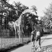 9.10.1969, Wrocław, Polska
Ogród zoologiczny, dzieci przy wybiegu żyrafy.
Fot. Jarosław Tarań, zbiory Ośrodka KARTA [69-160]
 
