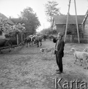 22.06.1969, Jankowo k/Ostrołęki, Kurpie, Polska
Stado krów wracające z pastwiska, na pierwszym planie mężczyzna grający na trąbce, podpis autora: 