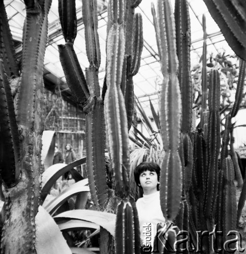 24.04.1970, Poznań, Polska
 Kaktusy w palmiarni.
 Fot. Jarosław Tarań, zbiory Ośrodka KARTA [70-75]
   
