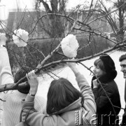 Kwiecień 1970, Warszawa, Polska.
Powrót zimy, papierowe kwiaty na drzewie przed majowym świętem.
Fot. Jarosław Tarań, zbiory Ośrodka KARTA [70-222]
 
