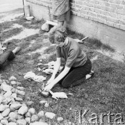 1.08.1970, Polska
 Kobieta ucinająca głowy zabitym kaczkom.
 Fot. Jarosław Tarań, zbiory Ośrodka KARTA [70-227]
   
