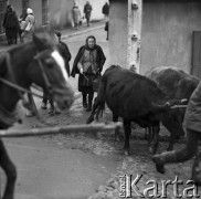 Październik 1970, Opoczno, Polska
 Dzień targowy, kobieta idąca za krowami.
 Fot. Jarosław Tarań, zbiory Ośrodka KARTA [70-225]
   
