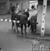 Październik 1970, Opoczno, Polska
 Dzień targowy, mężczyzna prowadzący dwie krowy.
 Fot. Jarosław Tarań, zbiory Ośrodka KARTA [70-225]
   
