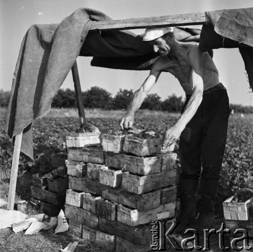 7.07.1970, Polska
Plantacja truskawek, zbiory.
Fot. Jarosław Tarań, zbiory Ośrodka KARTA [70-280]
 
