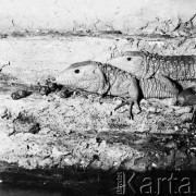 Lipiec 1971, Polska
 Herpetarium profesora Bielawskiego, prywatne zoo.
 Fot. Jarosław Tarań, zbiory Ośrodka KARTA [71-58]
   
