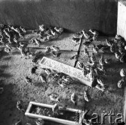 Maj 1971, Polska
Pisklęta bażantów w klatce.
Fot. Jarosław Tarań, zbiory Ośrodka KARTA [71-138]
 
