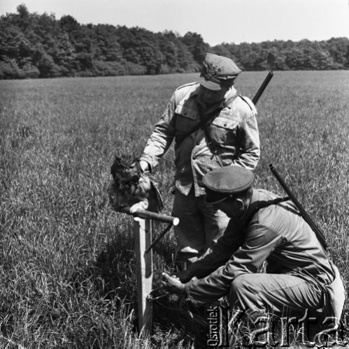 Maj 1971, Polska
 Leśnicy podczas polowania z puchaczem.
 Fot. Jarosław Tarań, zbiory Ośrodka KARTA [71-137]
   
