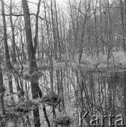 28.03.1973, Polska
Podmokły las.
Fot. Jarosław Tarań, zbiory Ośrodka KARTA [73-89]
 
