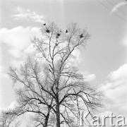 1.04.1973, Warszawa, Polska.
Gniazda wron na drzewie.
Fot. Jarosław Tarań, zbiory Ośrodka KARTA [73-161]
 

