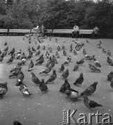 Maj 1973, Warszawa, Polska.
Gołębie w parku.
Fot. Jarosław Tarań, zbiory Ośrodka KARTA [73-181]
 
