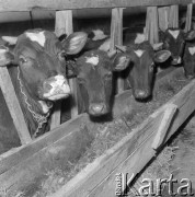 5.03.1974, Polska
Młode byczki w oborze.
Fot. Jarosław Tarań, zbiory Ośrodka KARTA [74-30]
 
