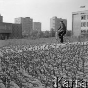Maj 1974, Nowy Konin, Polska
Rabata z tulipanami.
Fot. Jarosław Tarań, zbiory Ośrodka KARTA [74-38]
 
