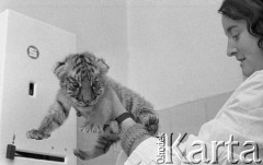 28.11.1974, Warszawa, Polska.
Ogród Zoologiczny, mały tygrysek.
Fot. Jarosław Tarań, zbiory Ośrodka KARTA [74-12]
 
