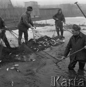 4.02.1974, Zalew Zegrzyński, Polska
Połowy pod lodem.
Fot. Jarosław Tarań, zbiory Ośrodka KARTA [74-89]
 

