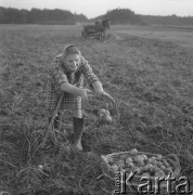 Październik 1974, Polska
Kobieta zbierająca ziemniaki.
Fot. Jarosław Tarań, zbiory Ośrodka KARTA [74-231]
 
