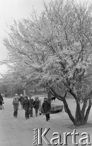 Maj 1976, Warszawa, Polska.
Kwitnące drzewo i idące ulicą dzieci.
Fot. Jarosław Tarań, zbiory Ośrodka KARTA [76-236]

