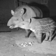 12.11.1976, Wrocław, Polska.
Wrocławskie zoo, pani tapirowa z dzieckiem.
Fot. Jarosław Tarań, zbiory Ośrodka KARTA [76-28]

