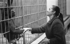 12.11.1976, Wrocław, Polska.
Hanna Gucwińska z szympansem.
Fot. Jarosław Tarań, zbiory Ośrodka KARTA [76-29]


