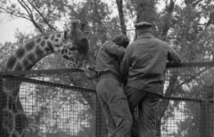 2.10.1976, Warszawa, Polska.
Ogród zoologiczny, transport żyrafy.
Fot. Jarosław Tarań, zbiory Ośrodka KARTA [76-30]

