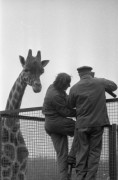 2.10.1976, Warszawa, Polska.
Ogród zoologiczny, transport żyrafy. Pracownicy zoo na drabinie.
Fot. Jarosław Tarań, zbiory Ośrodka KARTA [76-30]

