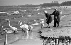 6.05.1978, Sopot, Polska
Kobiety karmiące łabędzie na plaży.
Fot. Jarosław Tarań, zbiory Ośrodka KARTA [78-99] 
