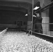 4.03.1981, Okocim, Polska
Browar, hala produkcyjna.
Fot. Jarosław Tarań, zbiory Ośrodka KARTA [81-34]
