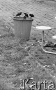 6.06.1986, Gdynia, Polska
Cztery szpaki siedzące na brzegu śmietnika.
Fot. Jarosław Tarań, zbiory Ośrodka KARTA [86-73] 
