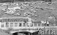 25-29.05.1989, Bieszczady, Polska
Autobus stojący na moście, w tle owce na hali.
Fot. Jarosław Tarań, zbiory Ośrodka KARTA [89-62] 
