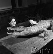 14.03.1968, Polska
Kobieta dotyka krokodyla eksponowanego na wystawie w Muzeum Przyrodniczym Polskiego Związku Łowieckiego. 
Fot. Jarosław Tarań, zbiory Ośrodka KARTA