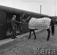 1968, Warszawa, Polska. 
Transport polskich koni olimpijskich na olimpiadę w Meksyku.
Fot. Jarosław Tarań, zbiory Ośrodka KARTA