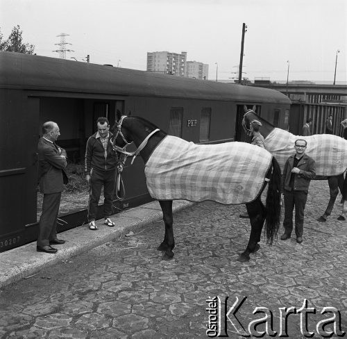 1968, Warszawa, Polska. 
Transport polskich koni olimpijskich na olimpiadę w Meksyku. 
Fot. Jarosław Tarań, zbiory Ośrodka KARTA